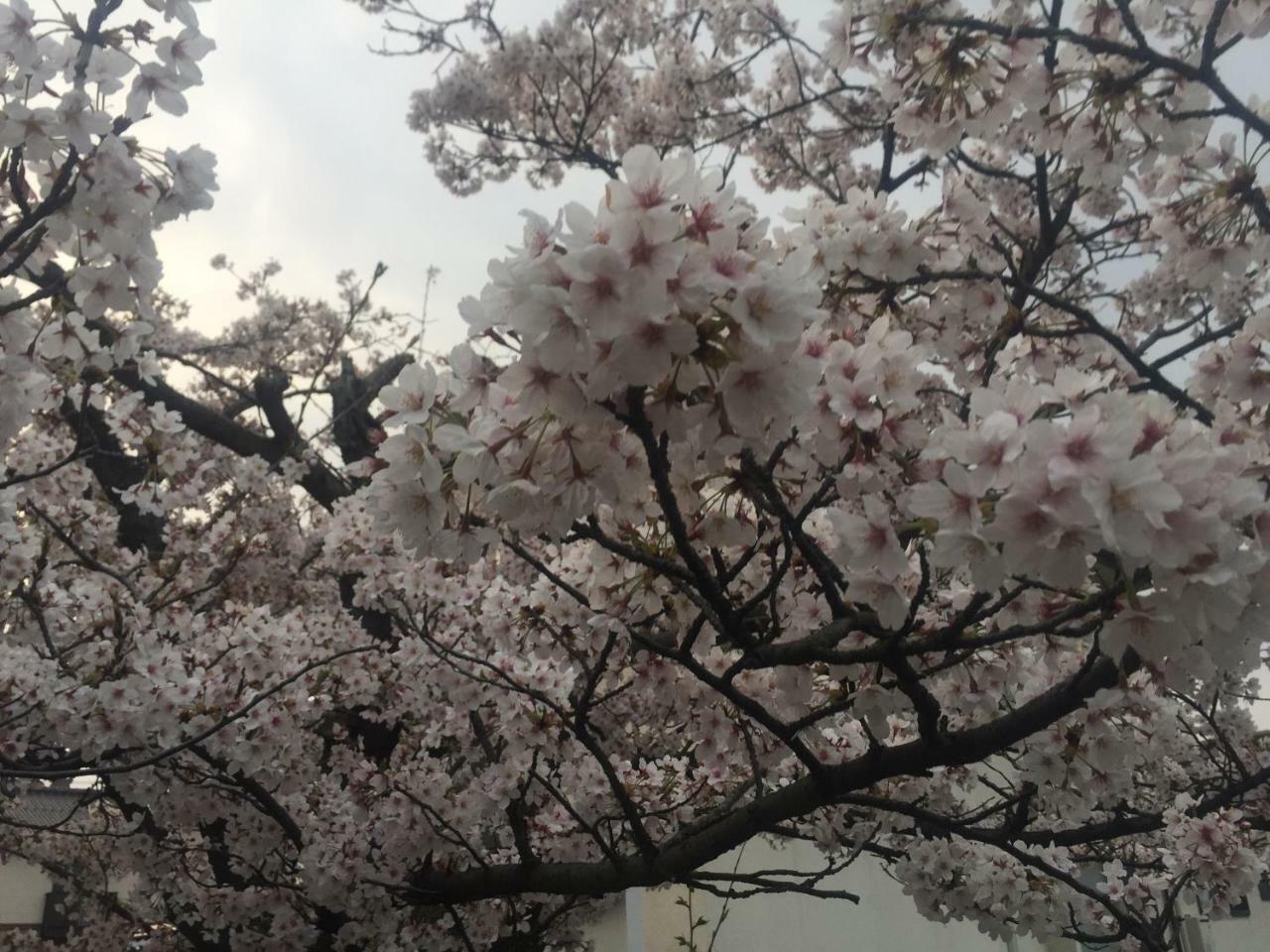 Guest House Daisho Oshiro Asobi Matsue Luaran gambar